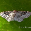 least carpet (Idaea rusticata atrosignaria) Kenneth Noble